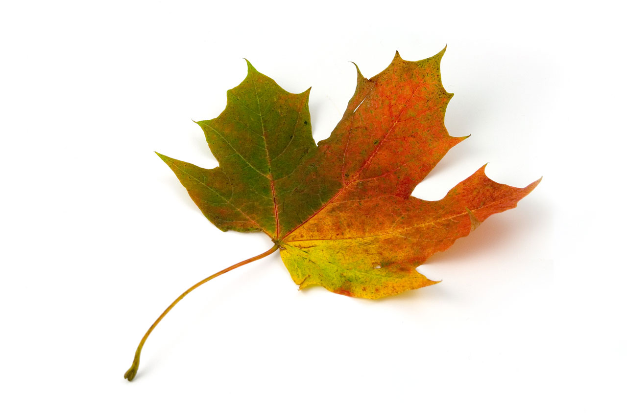 Fall Leaf