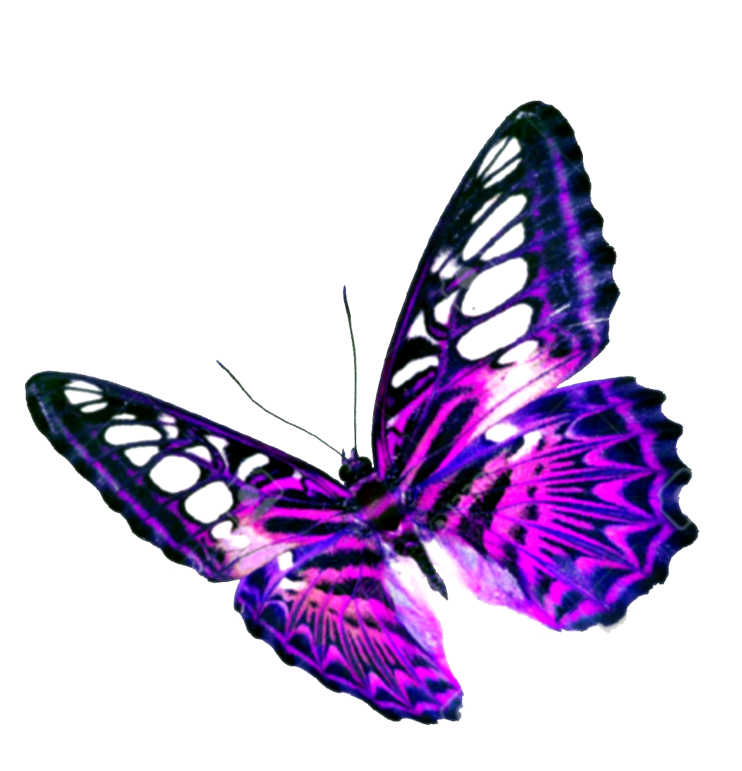 butterfly png image and clipart Transparent Backgound