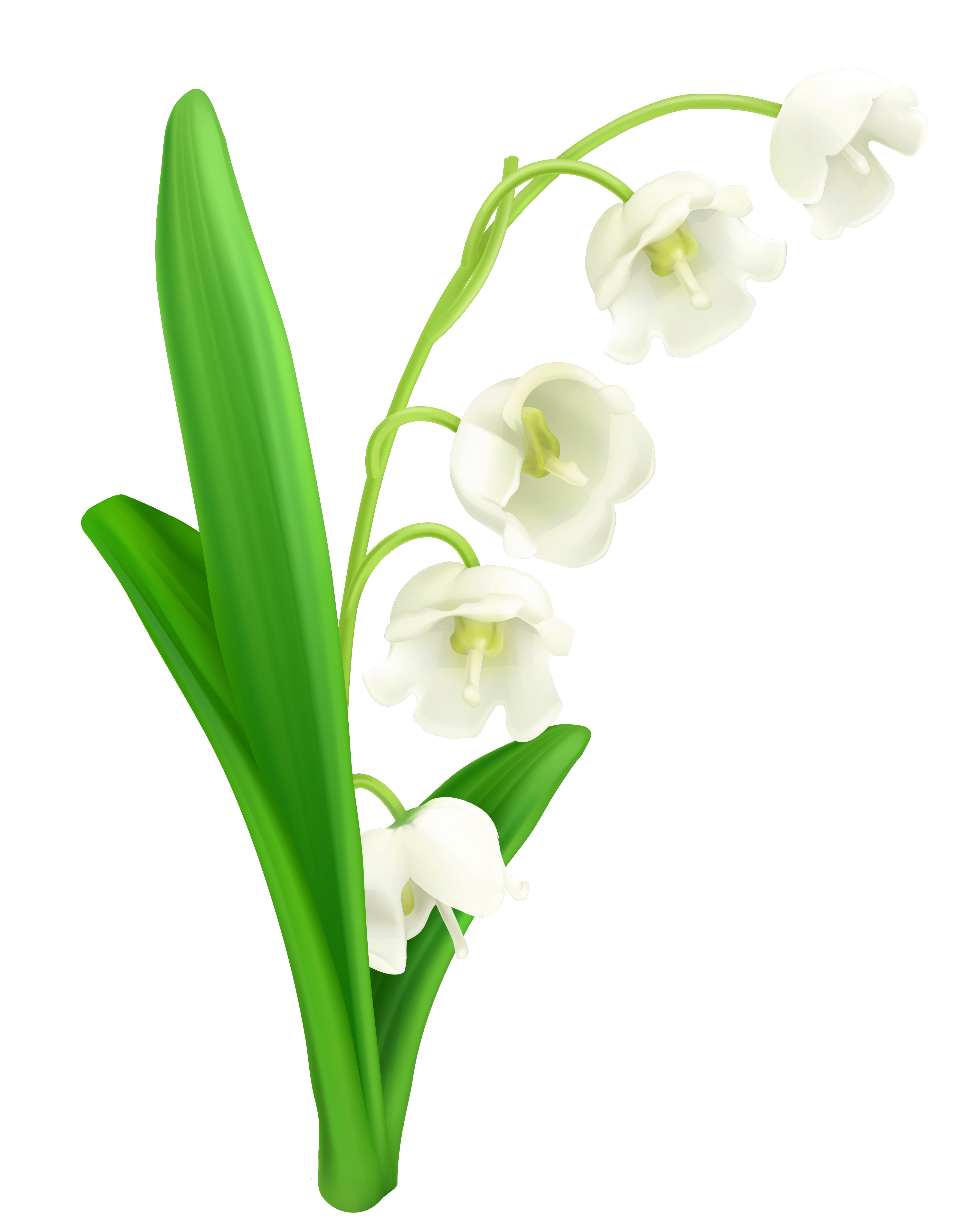 clip art calla lily flower - photo #24