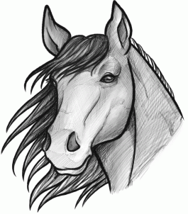 How to Sketch a Horse, Step by Step, Sketch, Drawing Technique ...