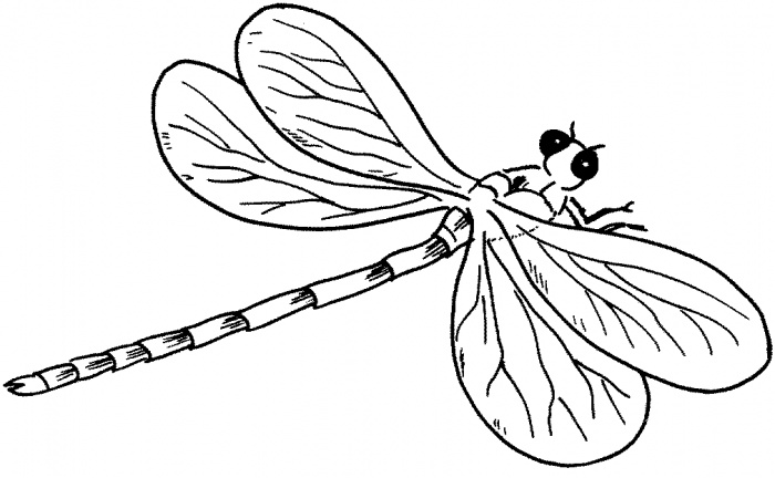 Dragonfly coloring pages | Super Coloring