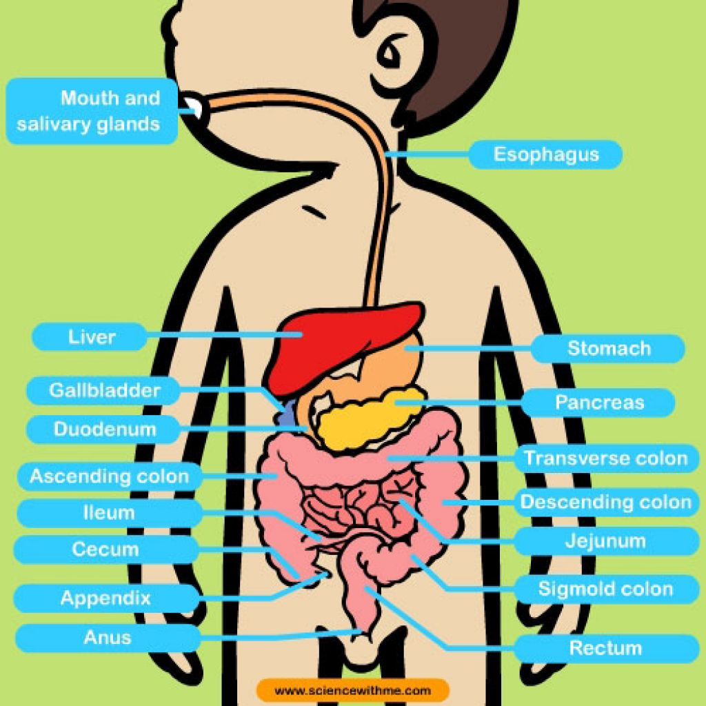 Human Systems For Kids - Human Body Diagram