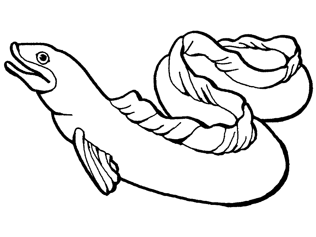 Eel Clipart