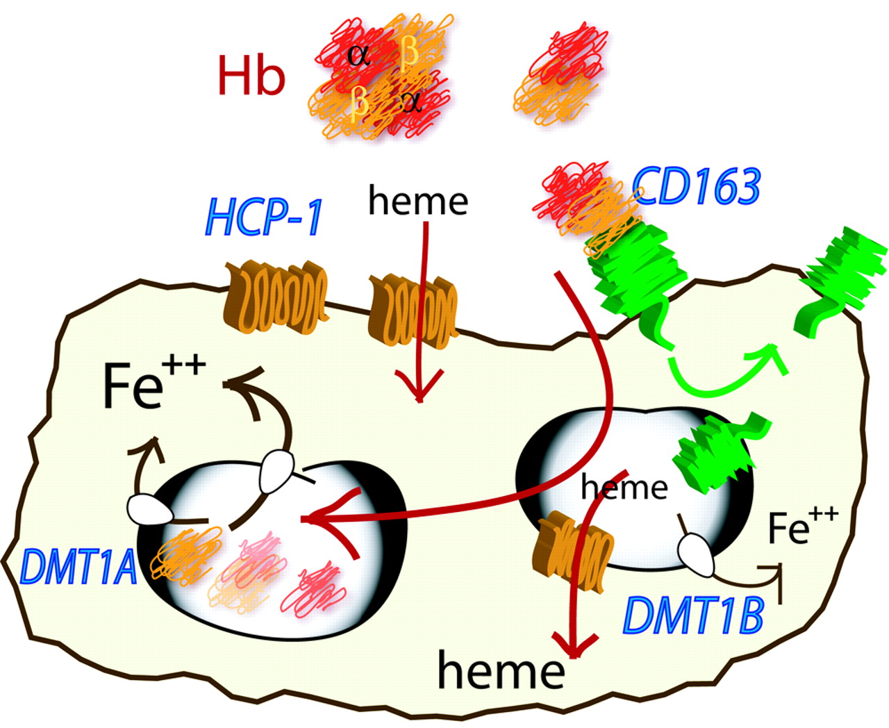 Heme carrier protein (HCP-1) spatially interacts with the CD163 ...