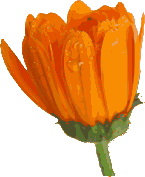 Flower Blooming Animation - ClipArt Best
