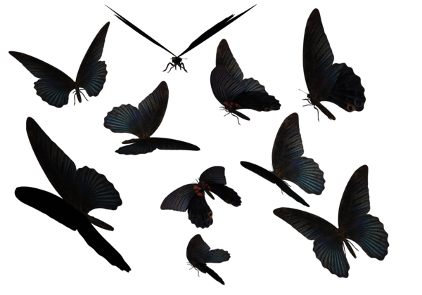 Stock Butterflies PNG transparent