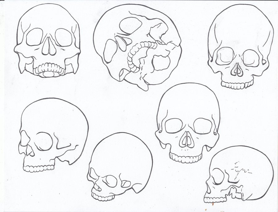 Line Drawing Skull Study by theAnnastazia