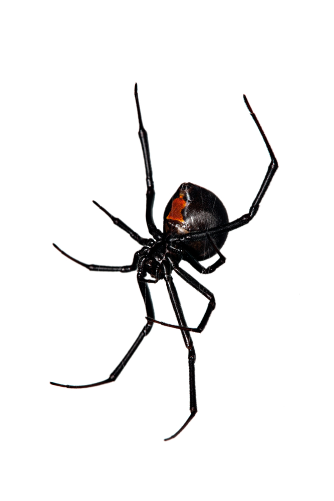 Black Widow Spider Art | Free Download Clip Art | Free Clip Art ...