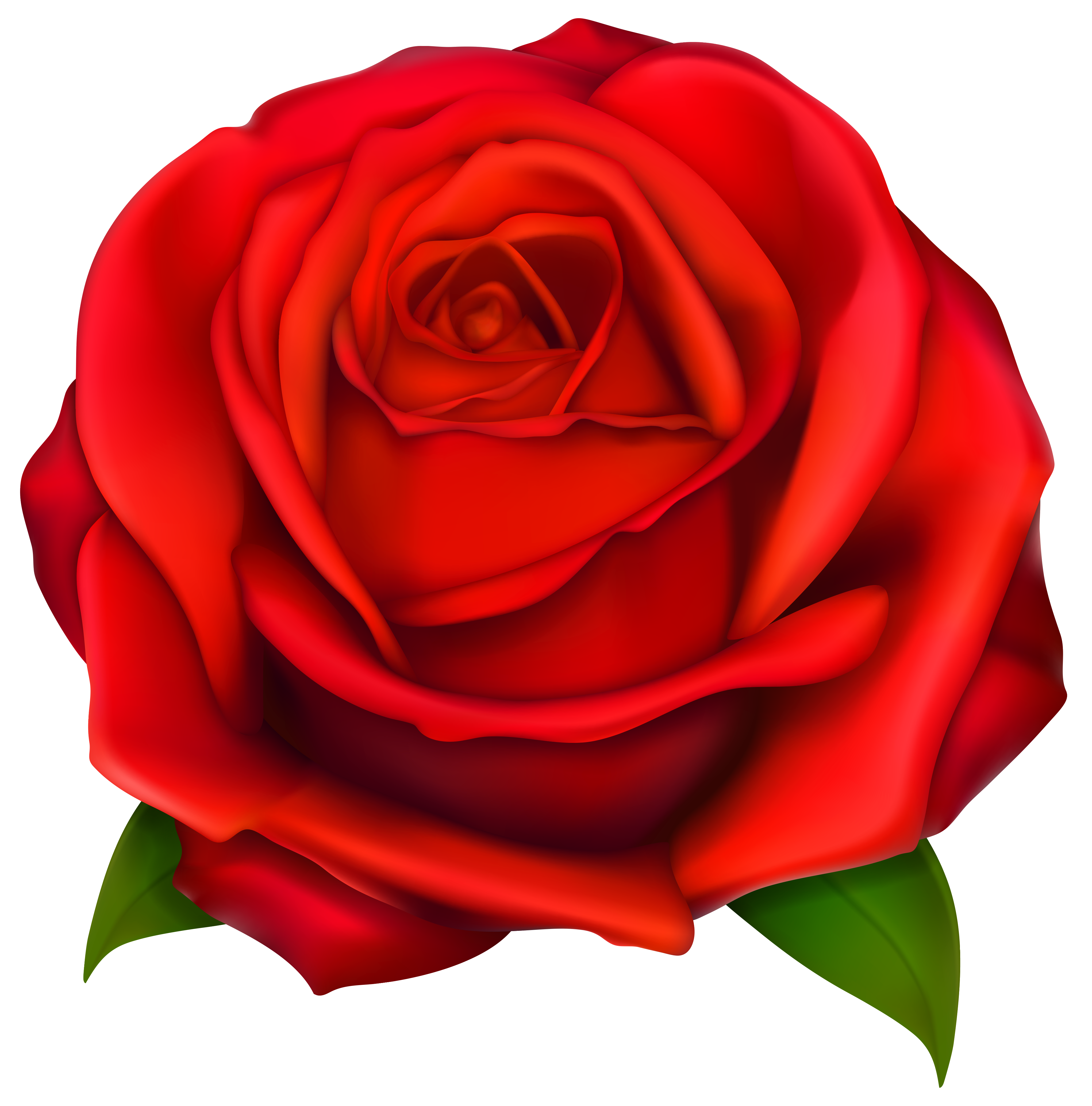 Rose image clipart