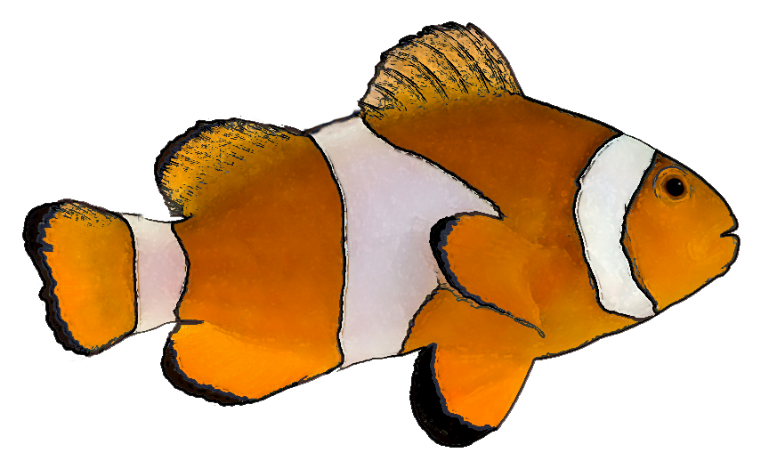 clipart images of tropical fish - photo #31