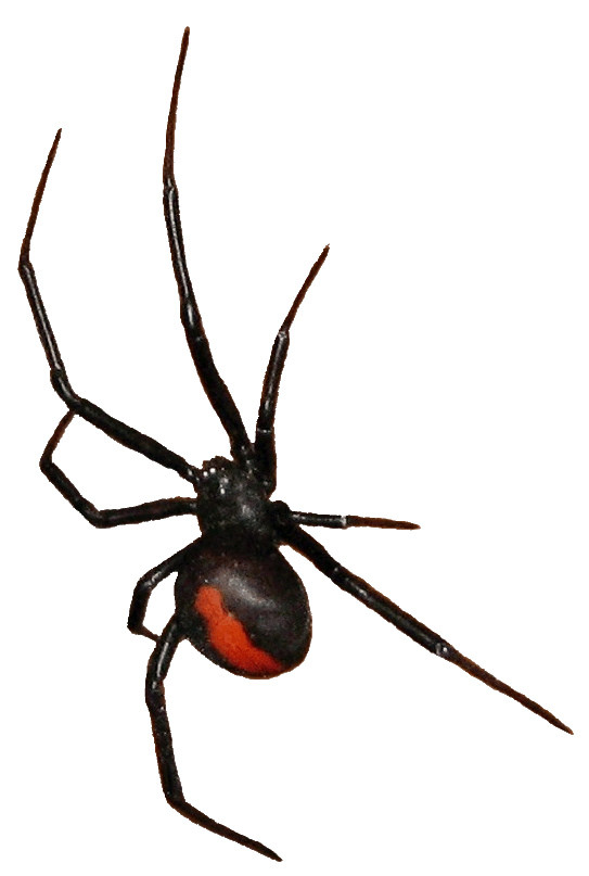 Redback spider clipart 11cm Photos - Download Free Photos