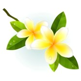 Free clip art plumeria flower