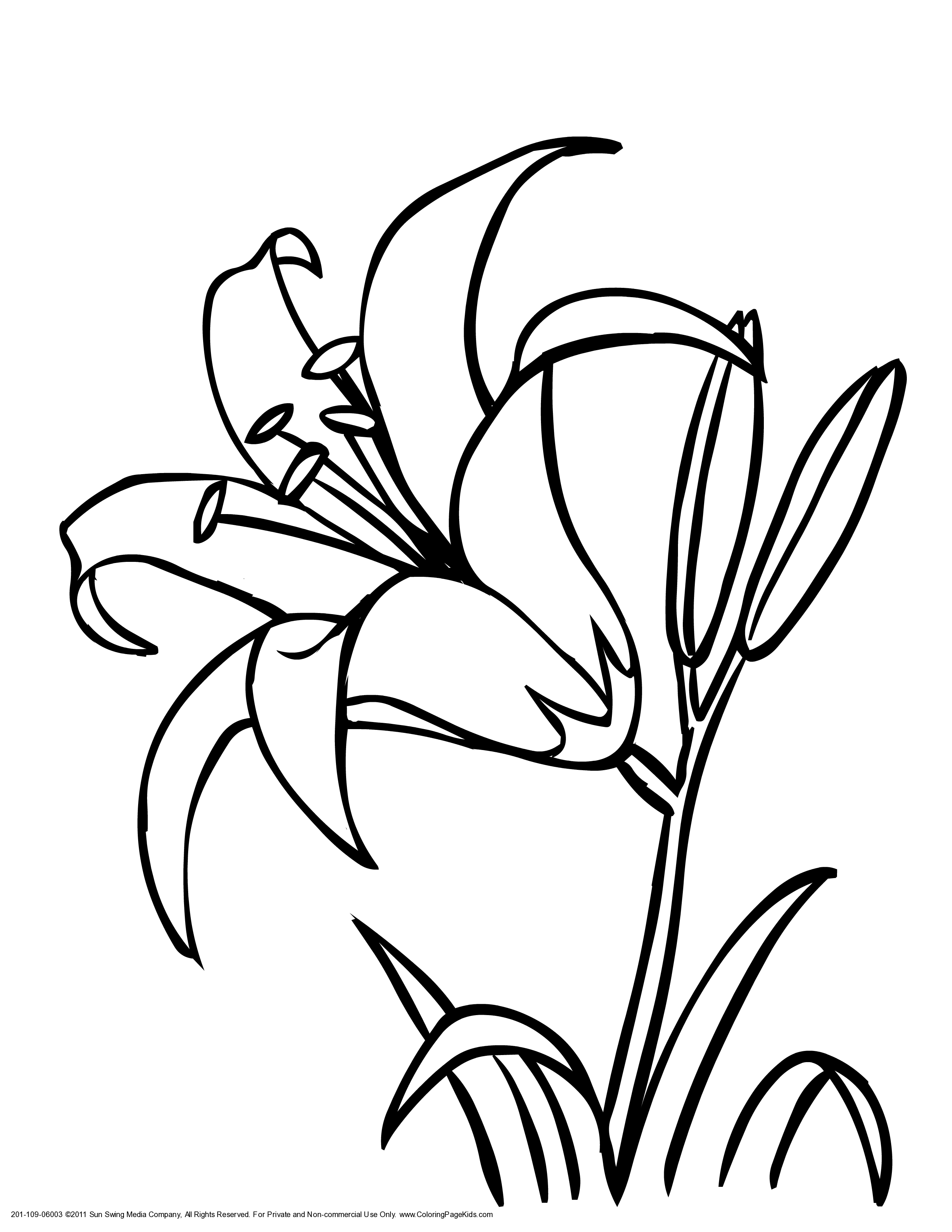 Lily Outline - AZ Coloring Pages