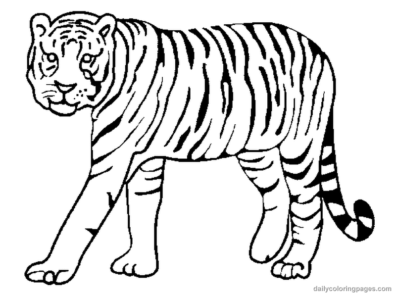 Tiger Outline Drawing - AZ Coloring Pages