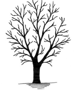 Tree no leaves clip art