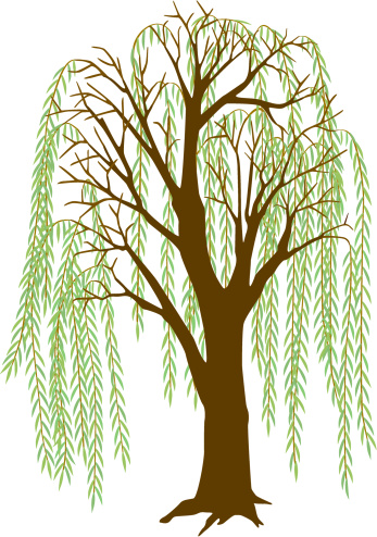 Black and white willow tree with roots clipart 200 x 100