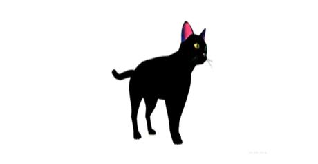 Animated Black Cat