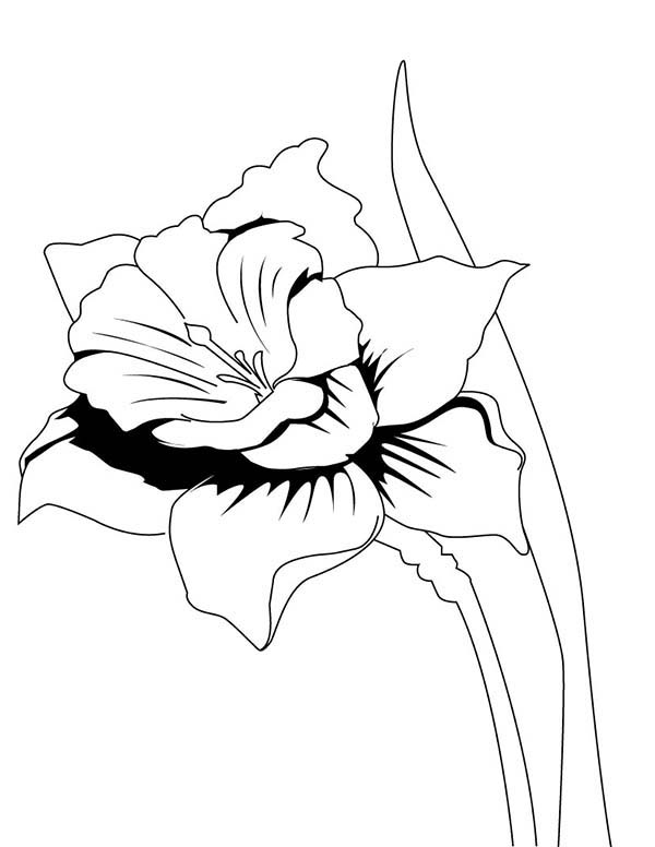 Realistic Drawing of Daffodil Coloring Page | Kids Play Color