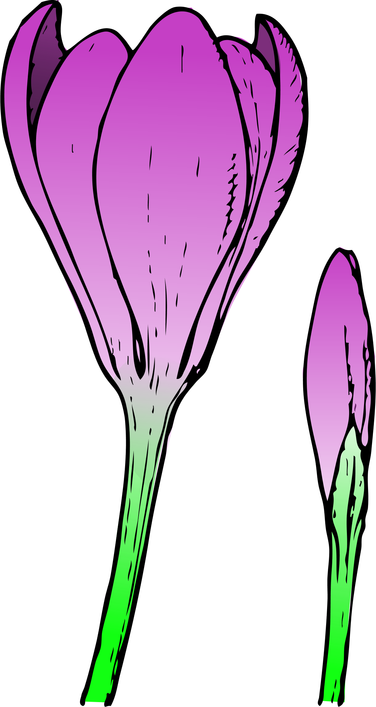 Crocus Flower and Bud Colored Spring Flowers 2011 Clip Art SVG ...