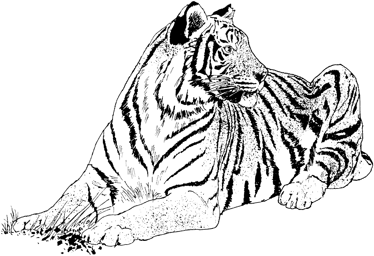 Wild Cat Colouring Pages - ClipArt Best