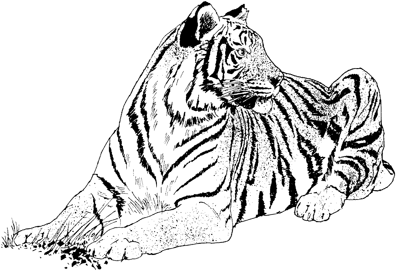 Free Printable Tiger Coloring Pages For Kids