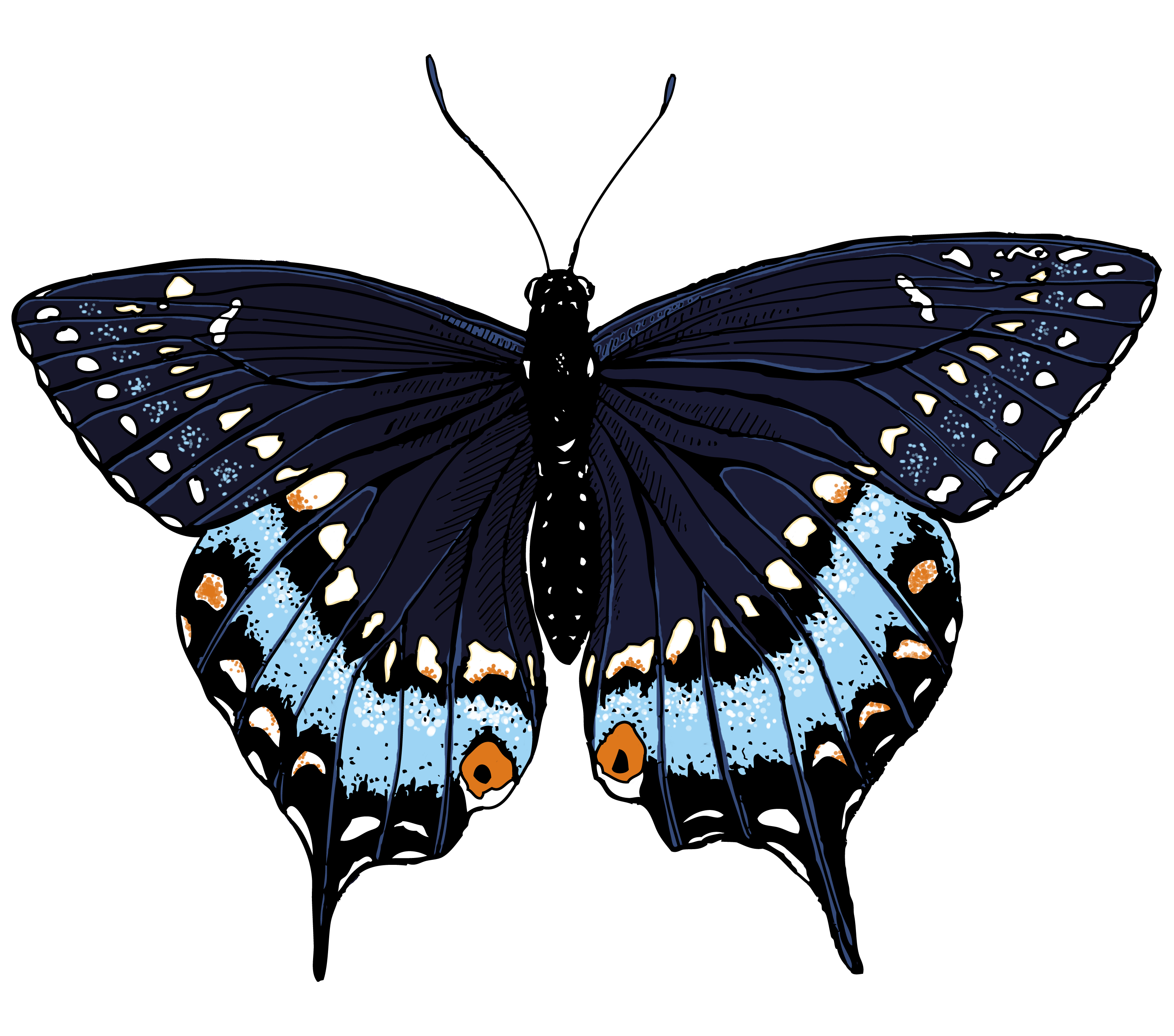 Butterfly Illustrations - ClipArt Best