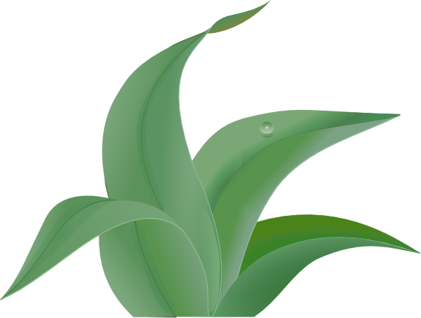 Jungle Leaves Clipart