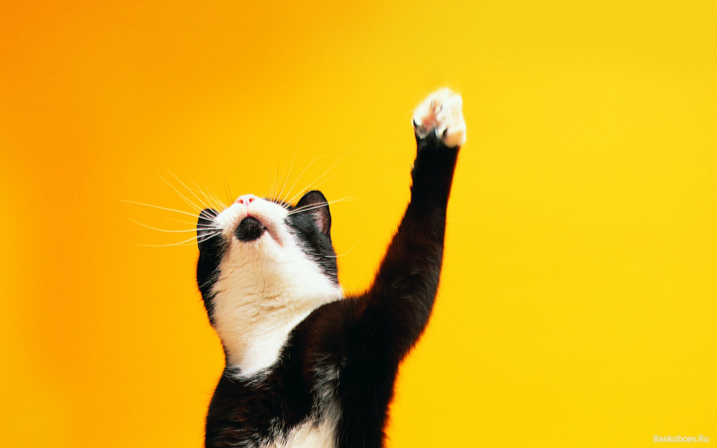 Cat Paw Wallpaper - ClipArt Best