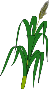 Wheat Plant Food clip art Free Vector
