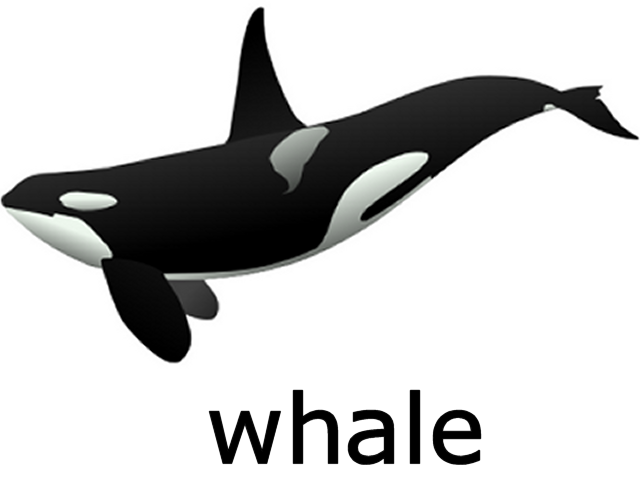 Image - Whale.png | WikiJET | Fandom powered by Wikia