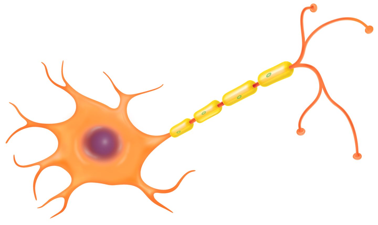 Nerve Cells Diagram - ClipArt Best