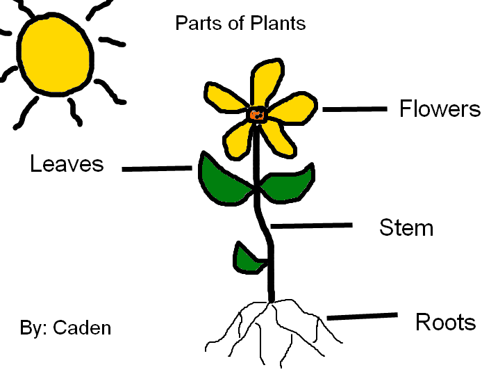 Parts Of A Plant Clipart - Free Clipart Images
