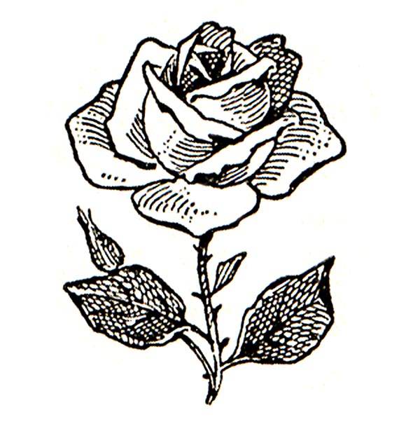 Clipart Flower Rose - Free Clipart Images