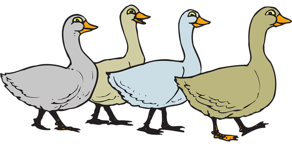 silly goose clipart - photo #40
