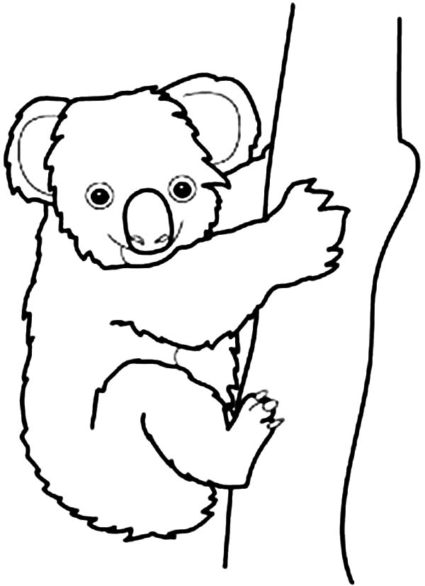 Koala In Australia Drawing - ClipArt Best