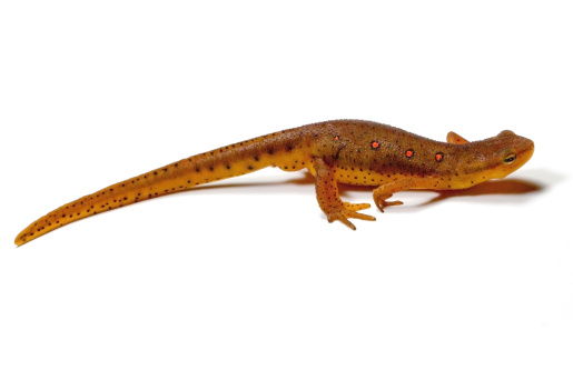 Newt Pictures, Images and Stock Photos