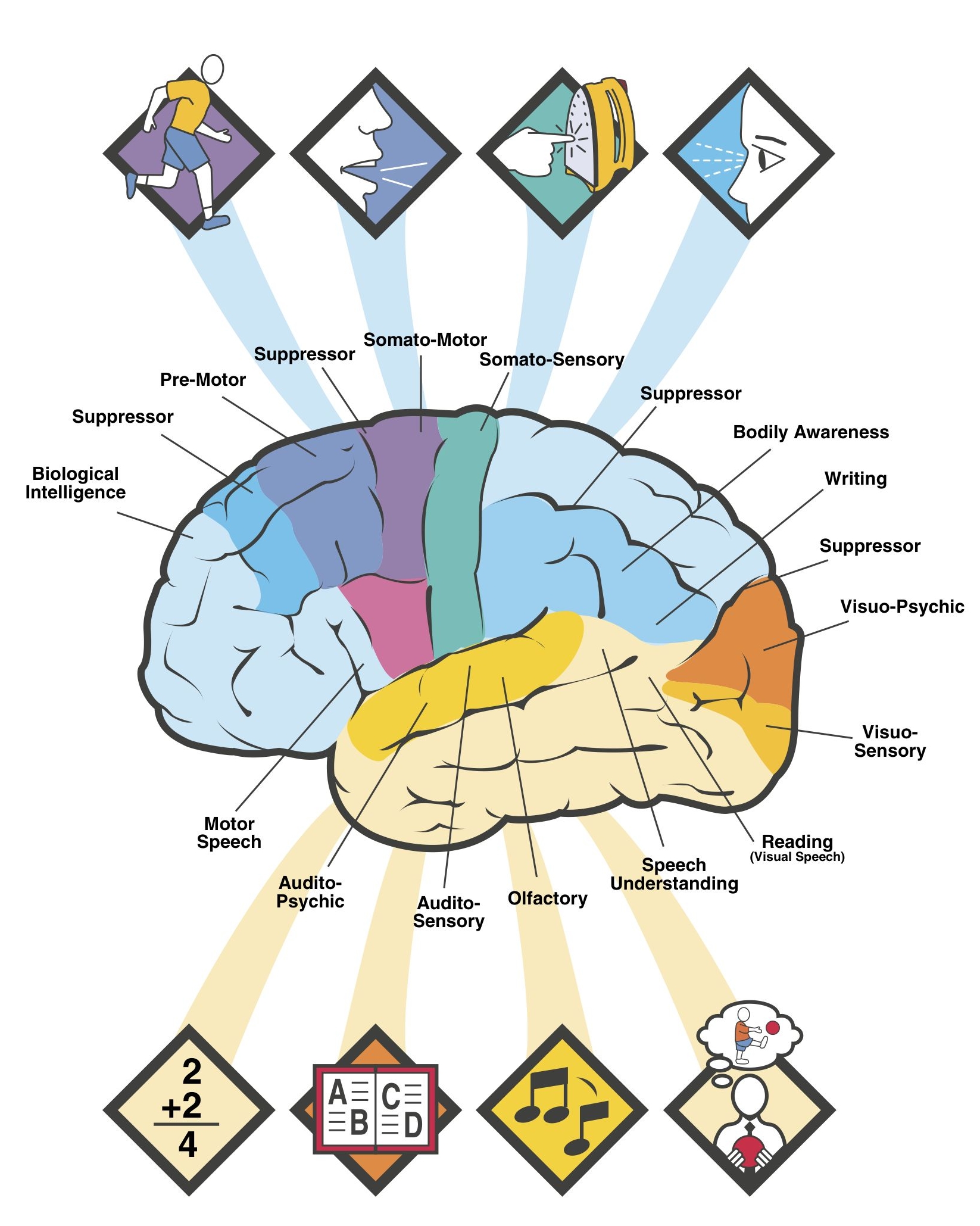 Diagram Of Brain Human Diagrams - ClipArt Best - ClipArt Best