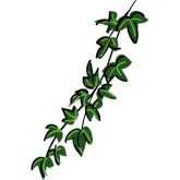 Jungle vine clipart - ClipartFox