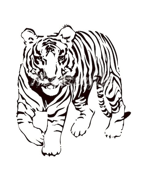 Clipart tiger black and white outline