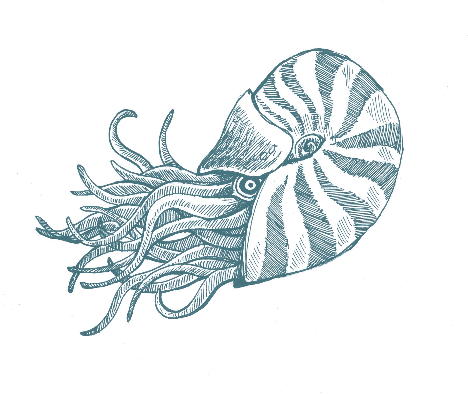 Sea Creature Drawing Image - ClipArt Best