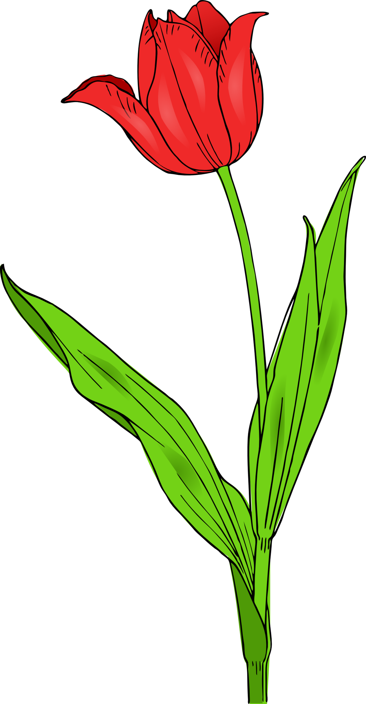 Clip Art Bunga Tulip Clipart - Free to use Clip Art Resource