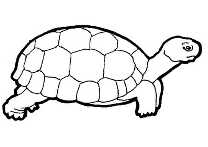 Best Turtle Clipart Black And White #12943 - Clipartion.com