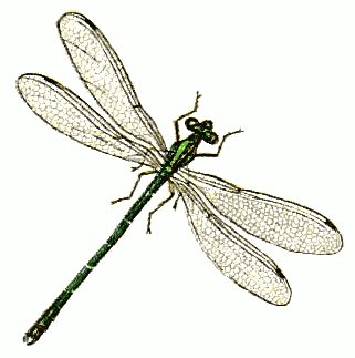 Dragonfly clip art stock images free clipart images clipartcow 3 ...