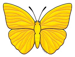 Golden Yellow Butterfly | Product Detail | Scholastic Printables