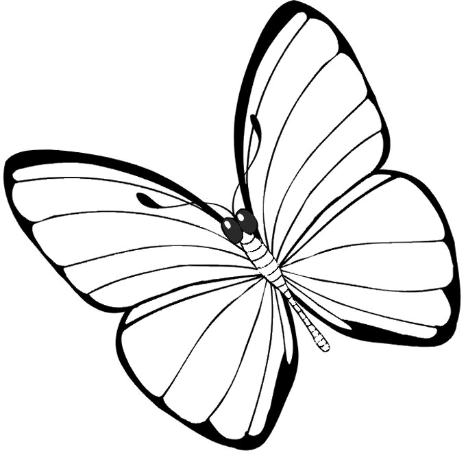 insotnami: coloring pages of butterflies and