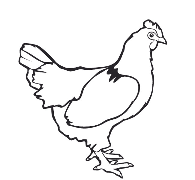 chicken-outline-clipart-best