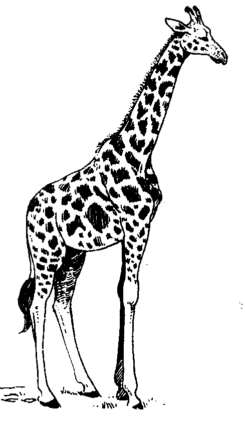 free giraffe clipart black and white - photo #8