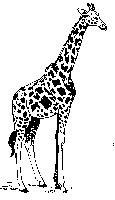 Black And White Giraffe Pictures Clip Art - Quoteko. - ClipArt Best