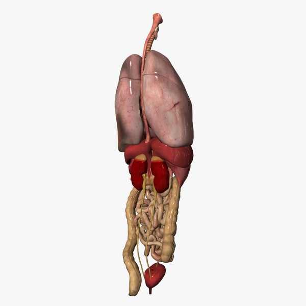 3d human internal organs model