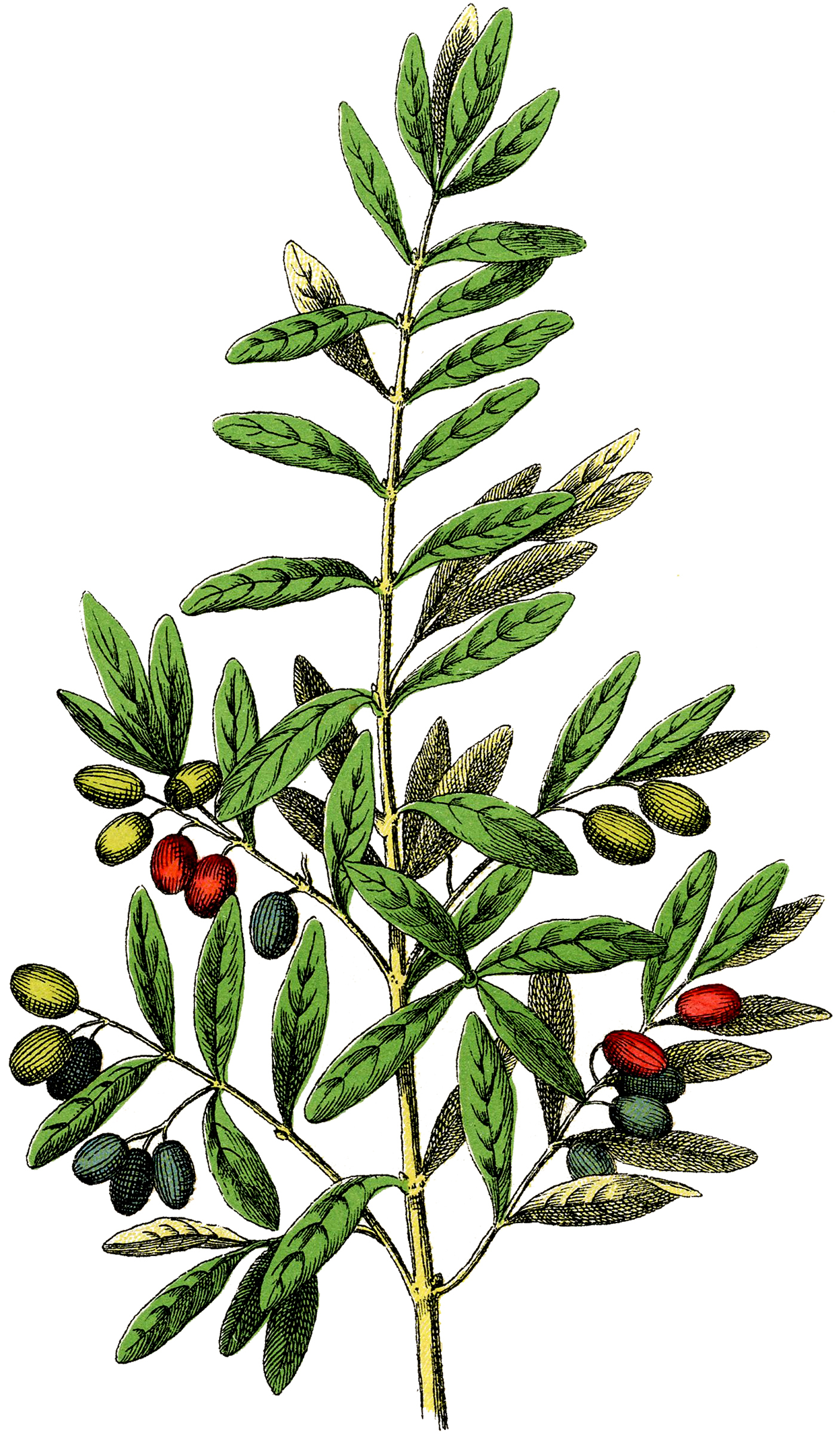 clip art olive tree - photo #16